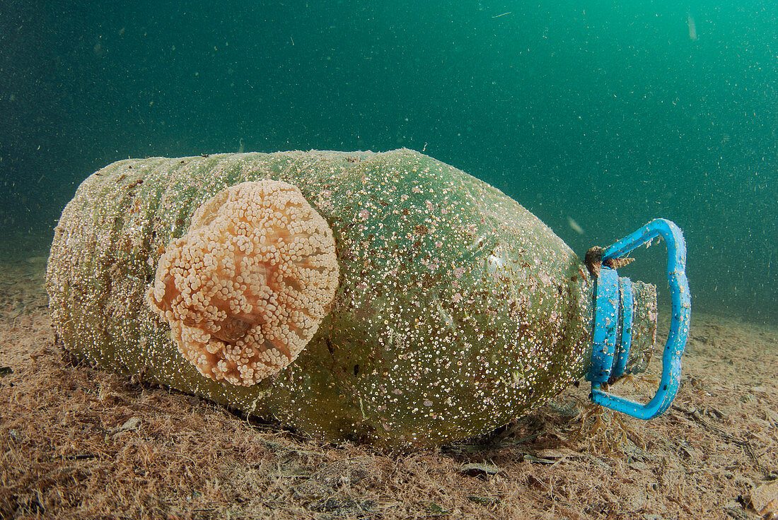 Anemone attached to plastic bottle