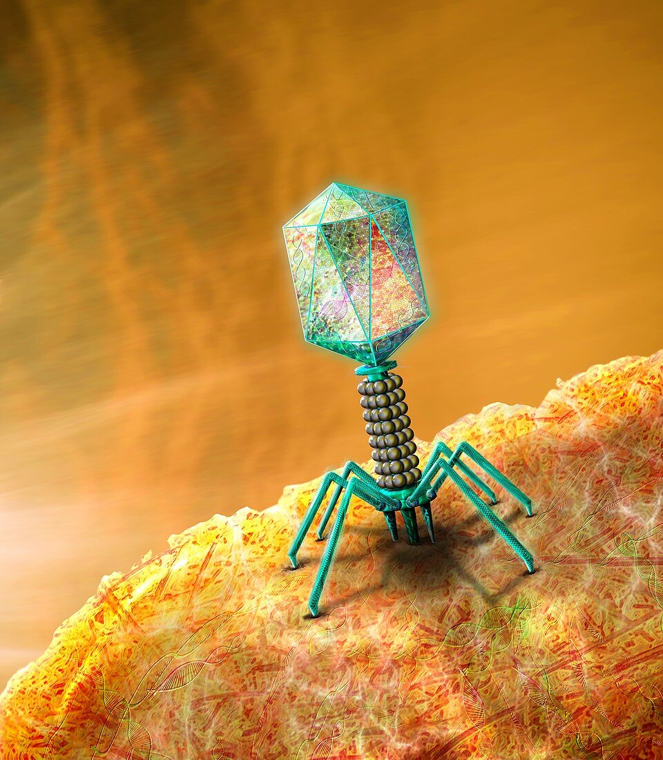 Bacteriophage on bacterium, illustration