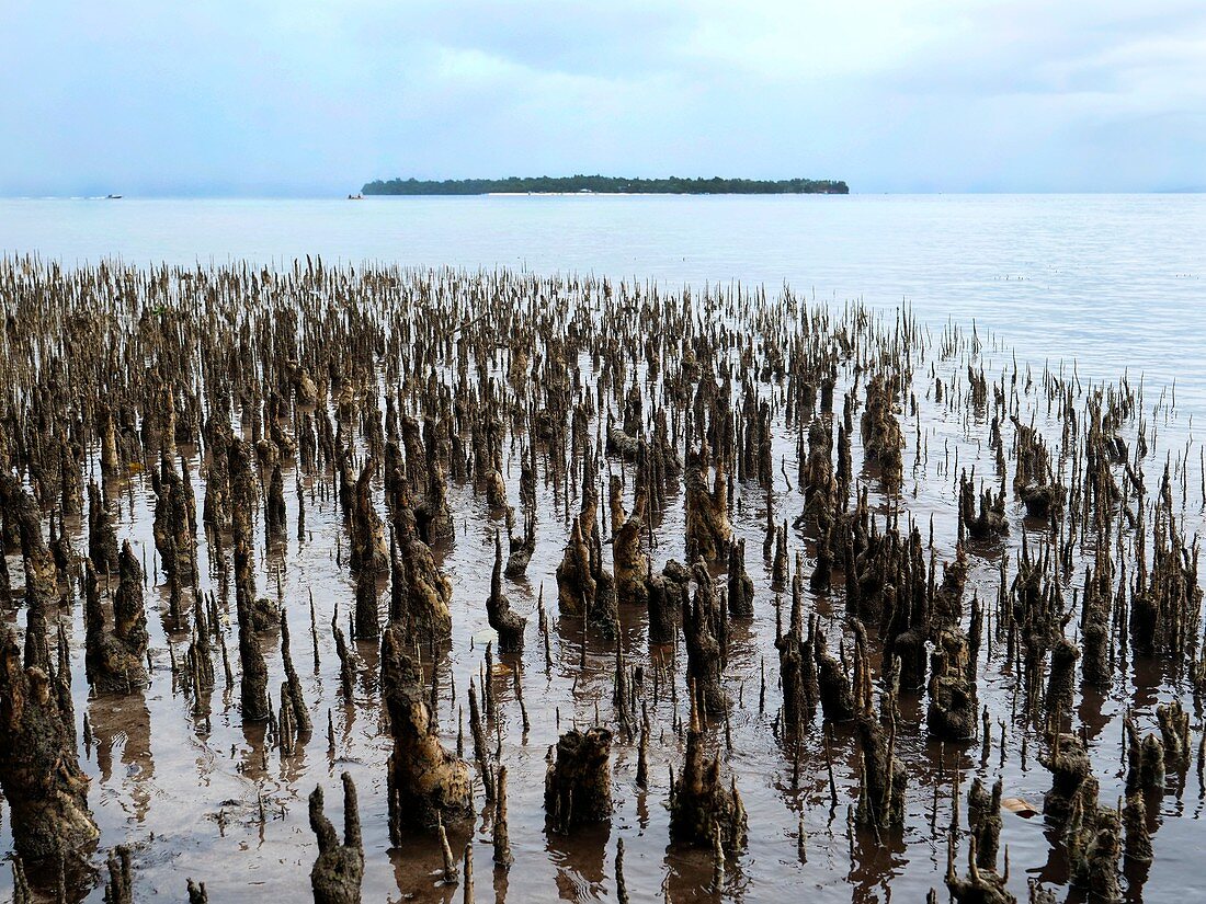 Mangrove roots, Indonesia