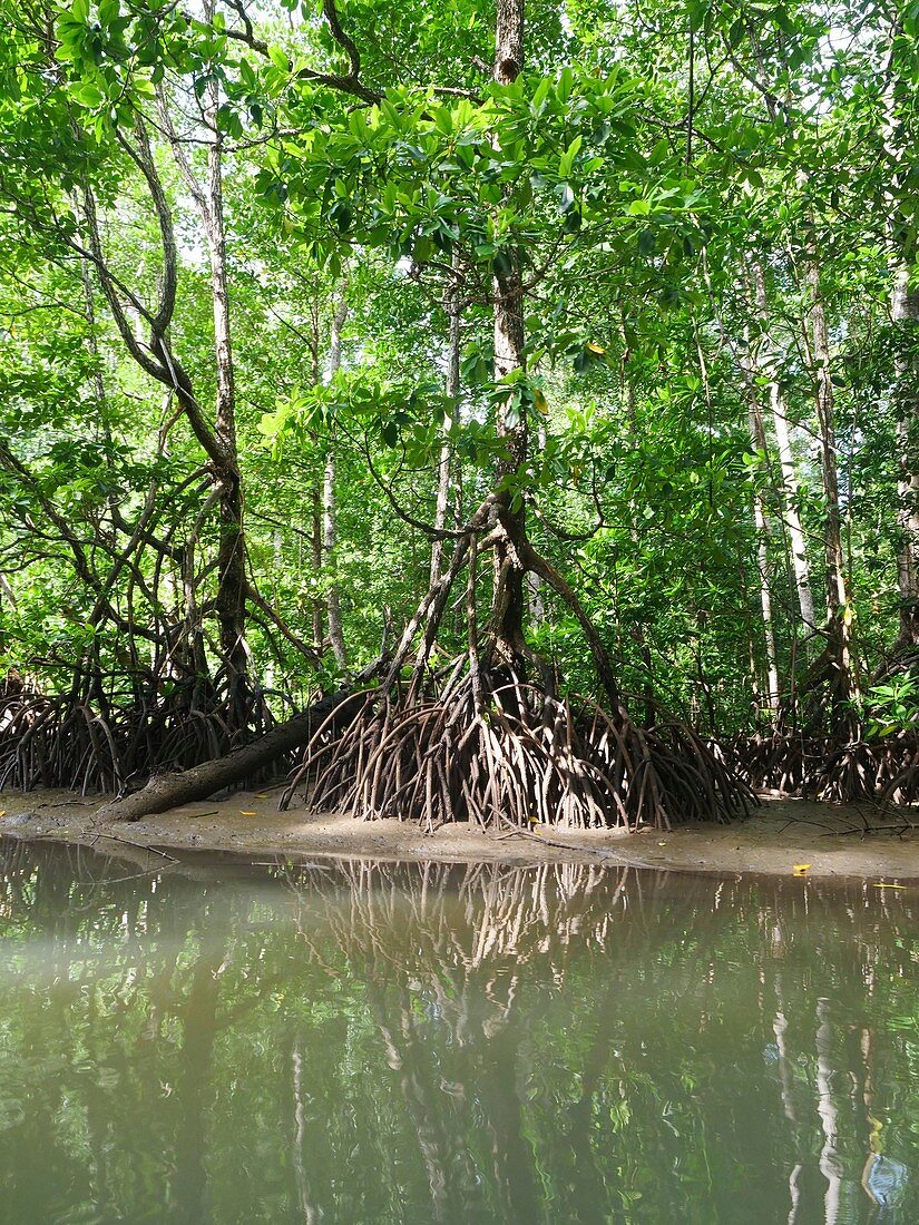 Mangroves, Indonesia