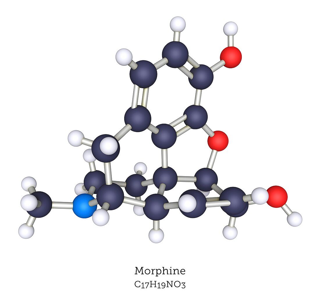 Morphine opioid molecule