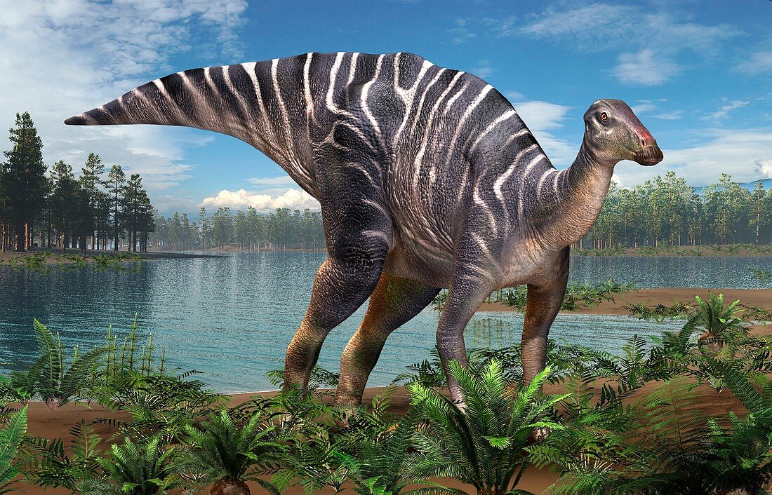 Hadrosaurus dinosaur, illustration