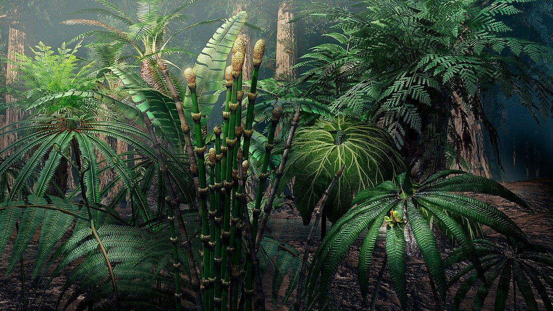 Jurassic forest plants, illustration