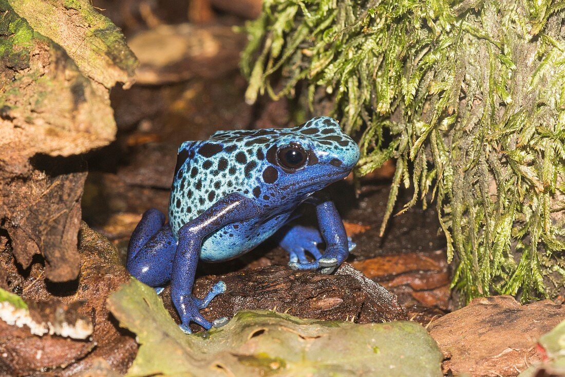 Blue poison dart frog