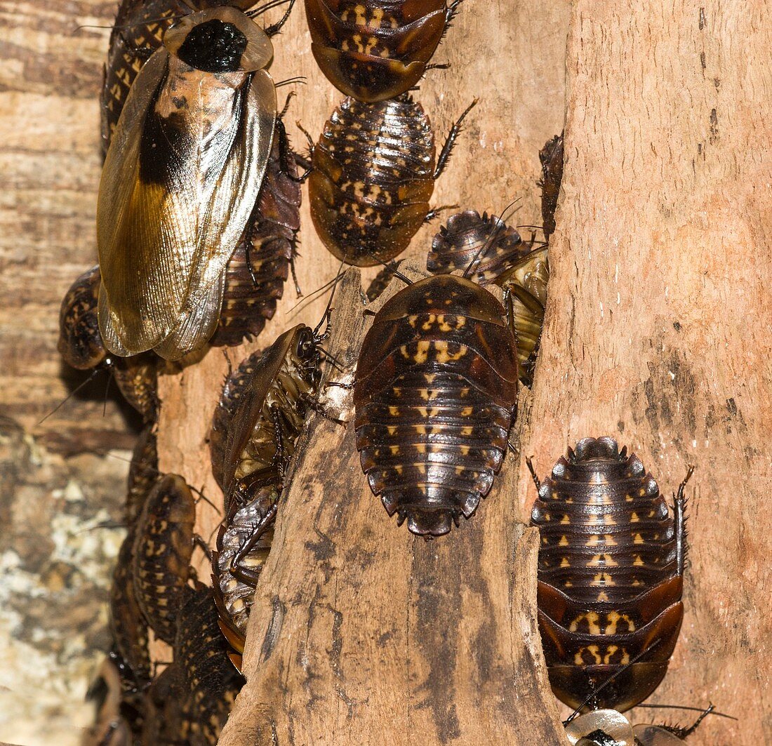 Death's head cockroaches