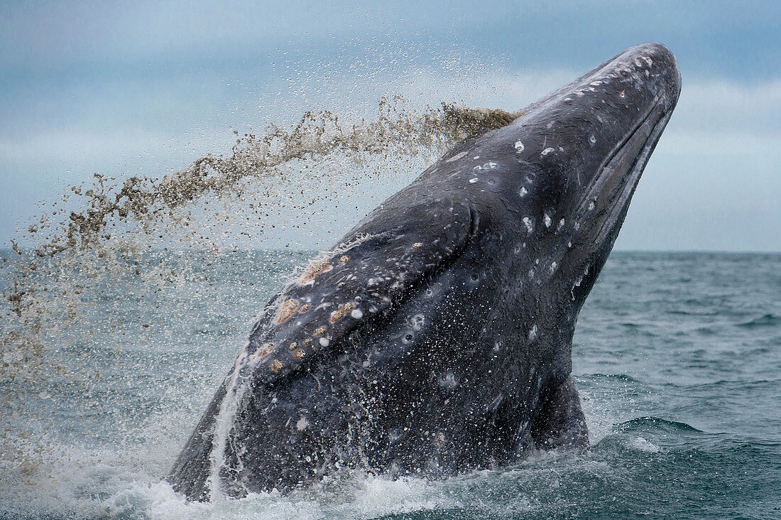 Grey whale breaching
