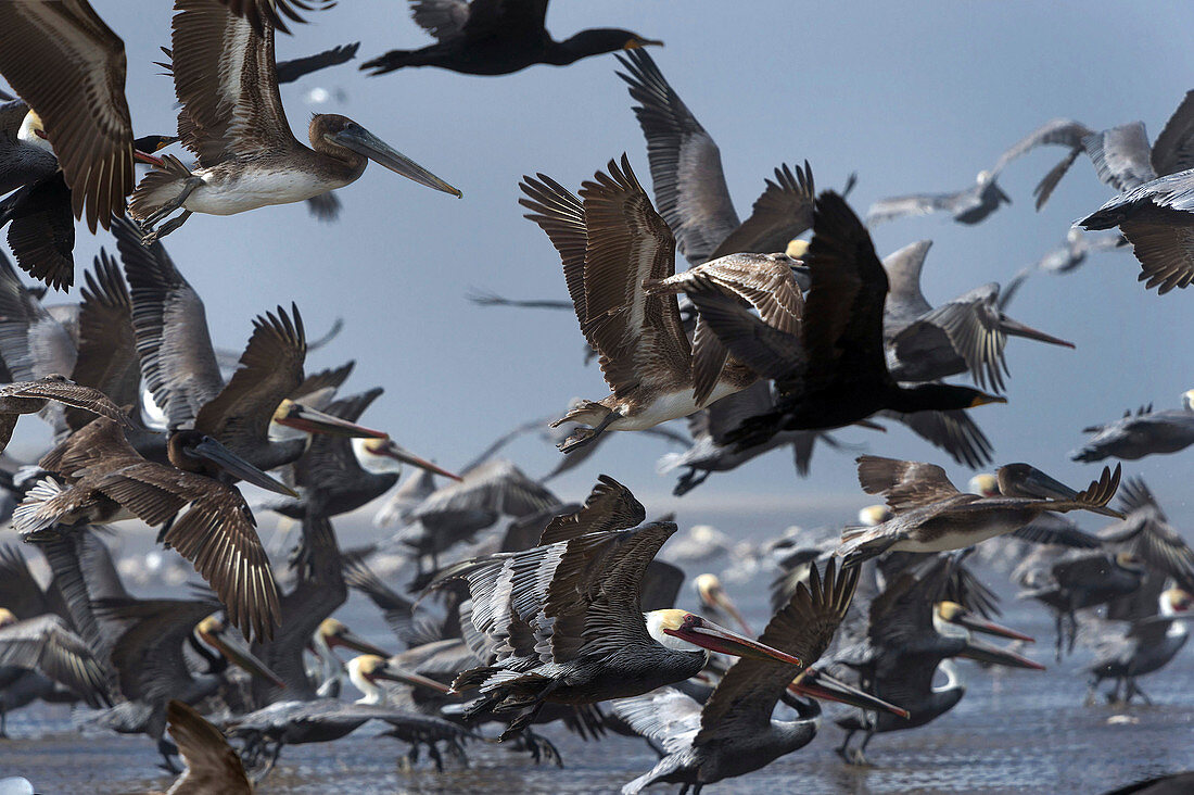 Brown pelicans flying over a beach