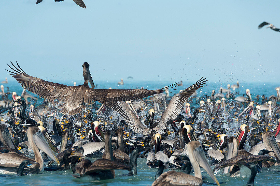 Pelicans and cormorants feeding