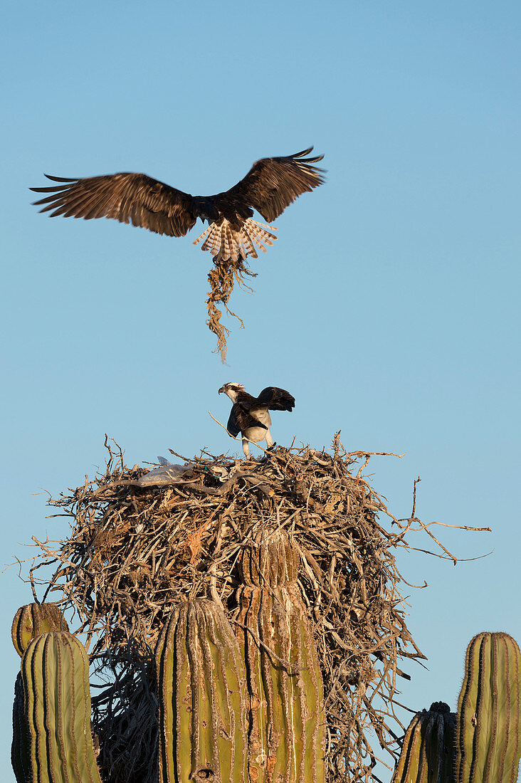 Ospreys nesting on a cactus