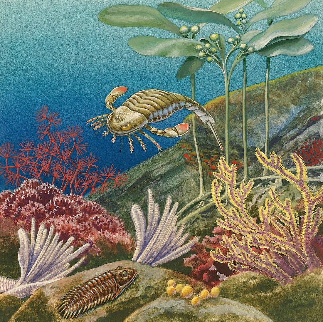 Palaeozoic underwater reef, illustration