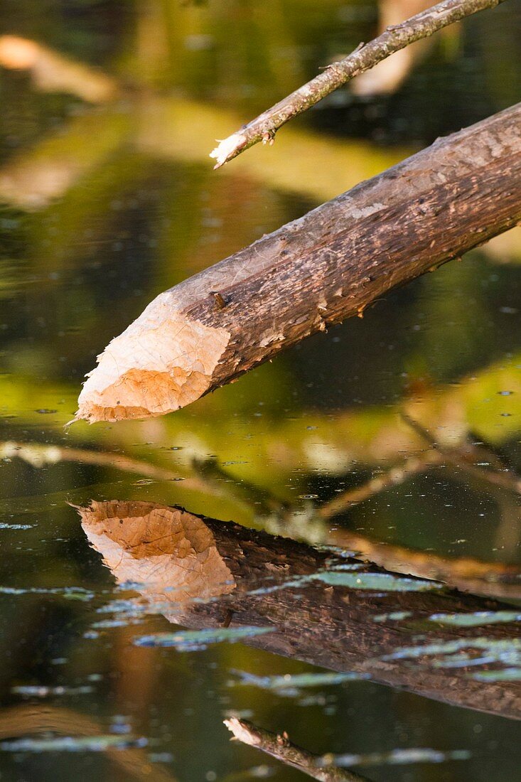 Branch gnawed European beaver