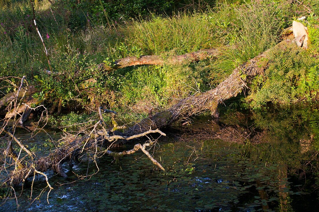 Trees felled by European beavers