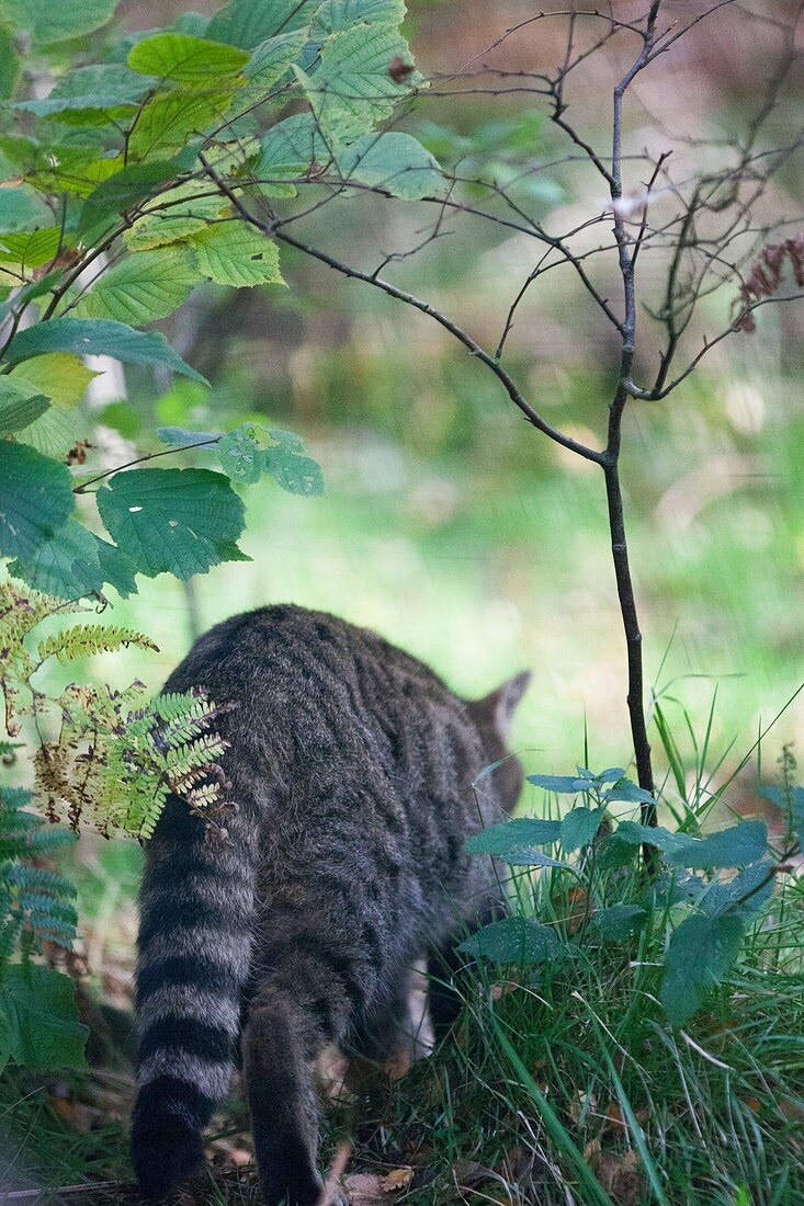 European wildcat