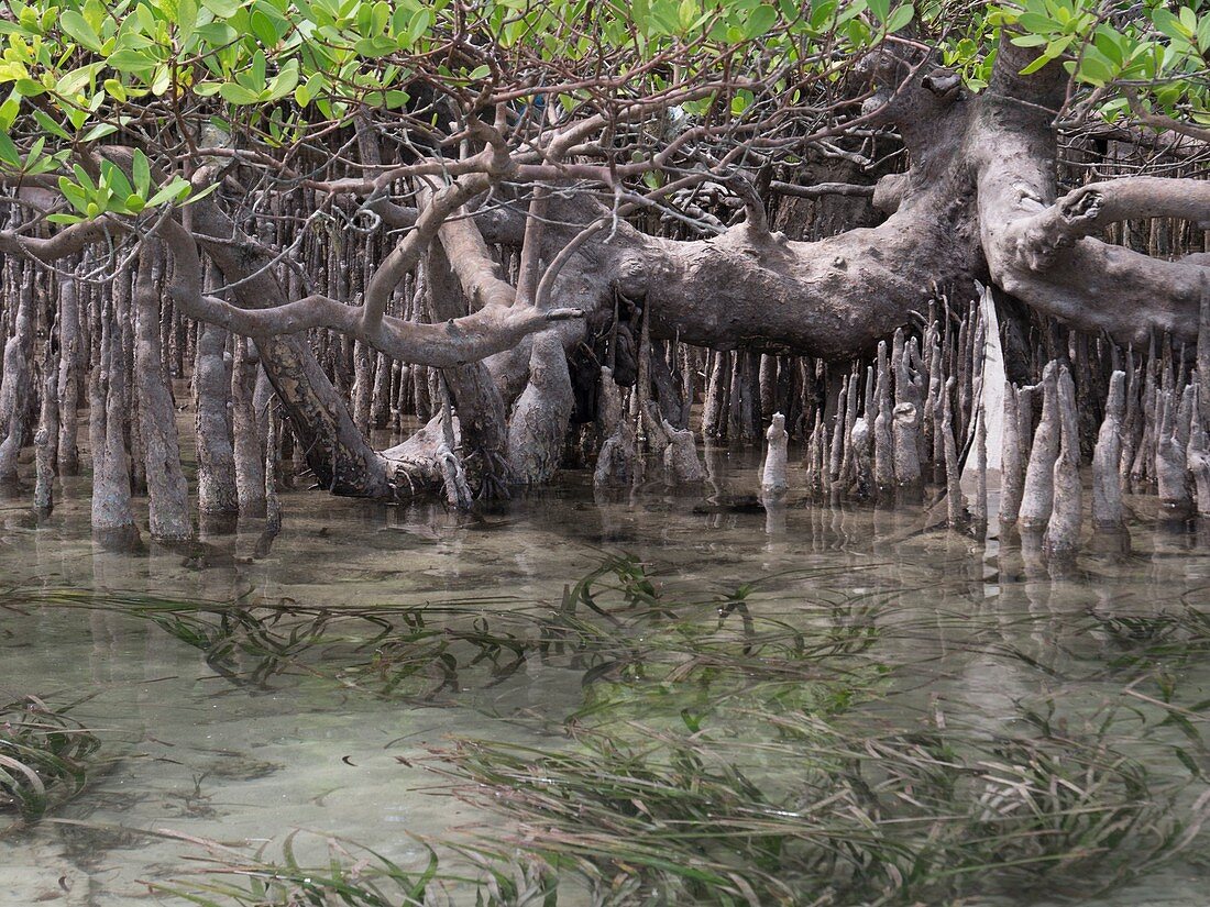 Mangroves, Indonesia