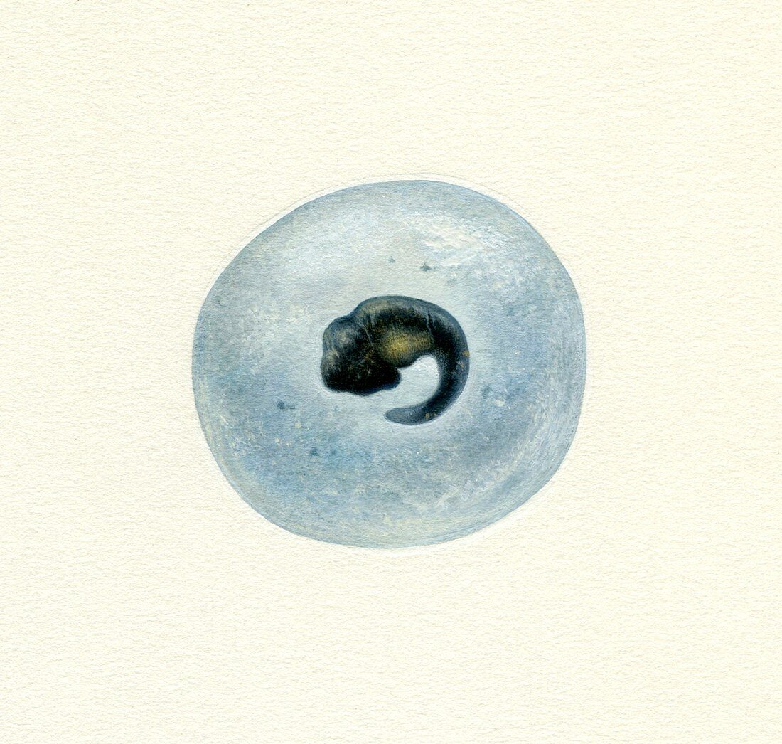 Amphibian egg, illustration
