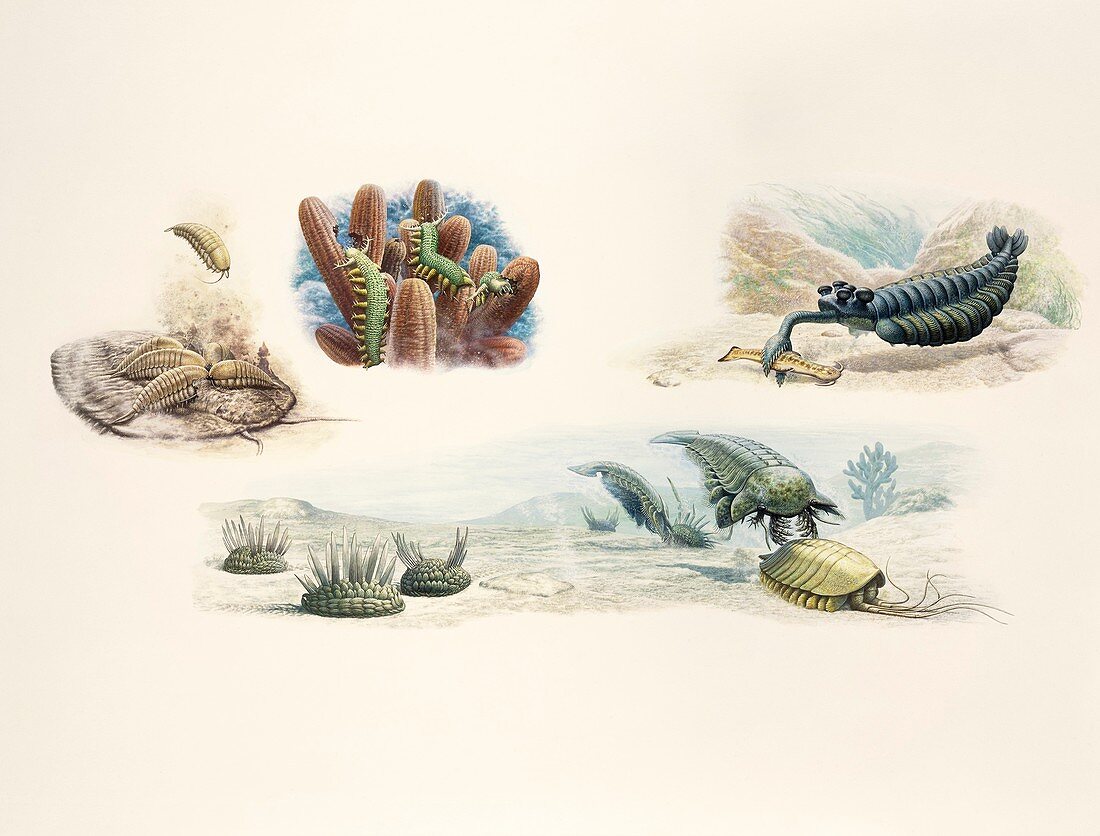 Creatures of the Burgess Shale, illustration