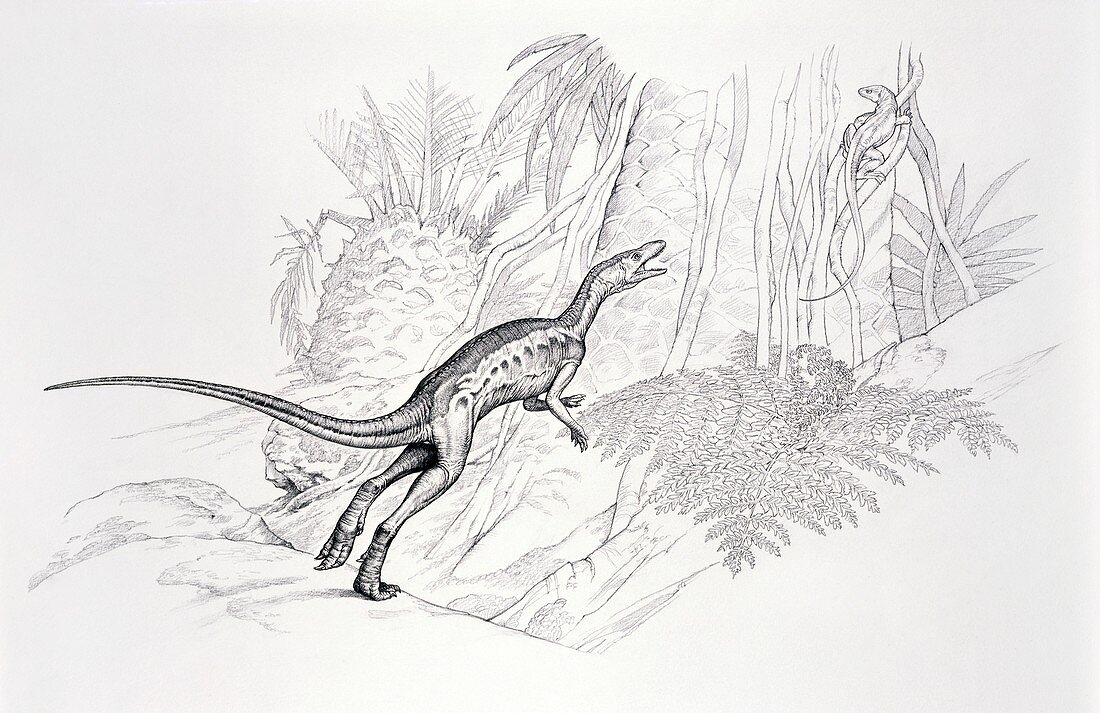 Lagosuchus dinosaur, illustration