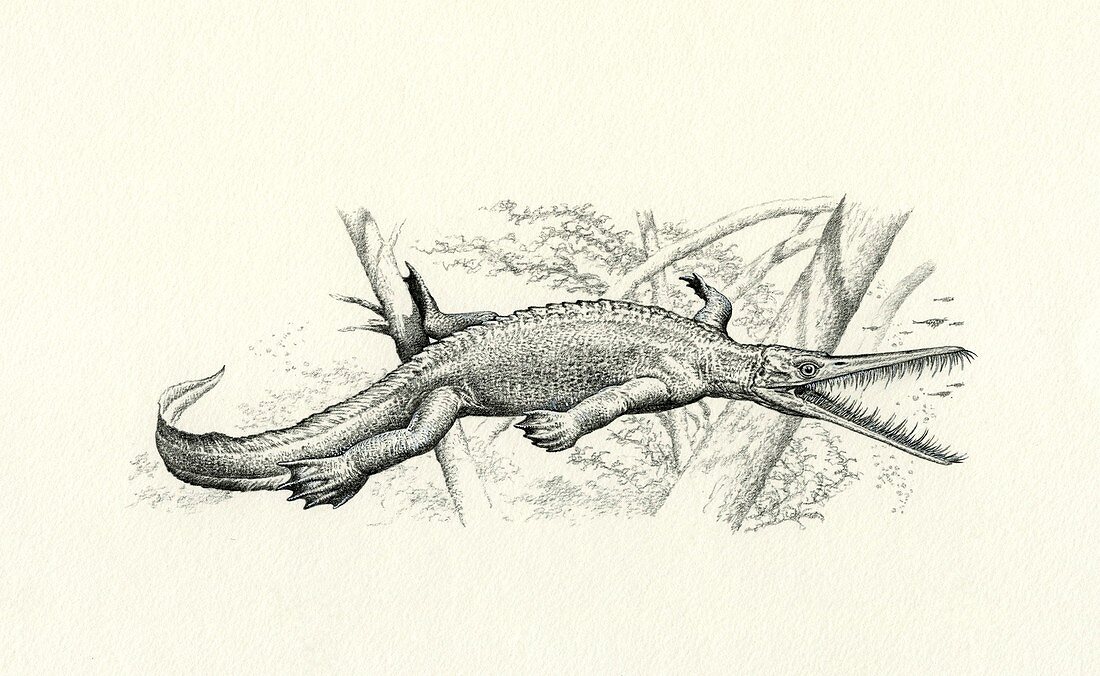 Mesosaurus prehistoric marine reptile, illustration