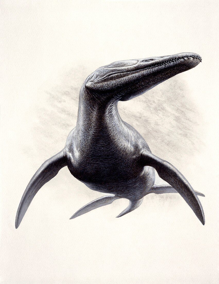 Rhomaleosaurus prehistoric marine reptile, illustration