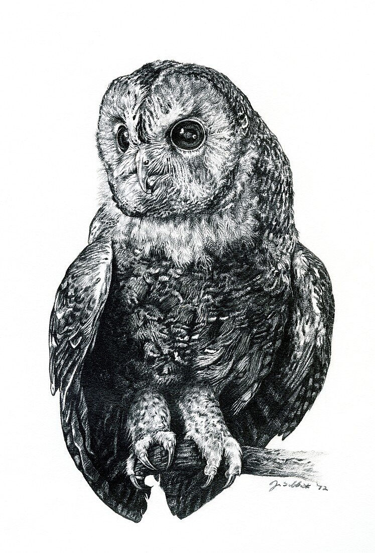 Tawny owl, illustration