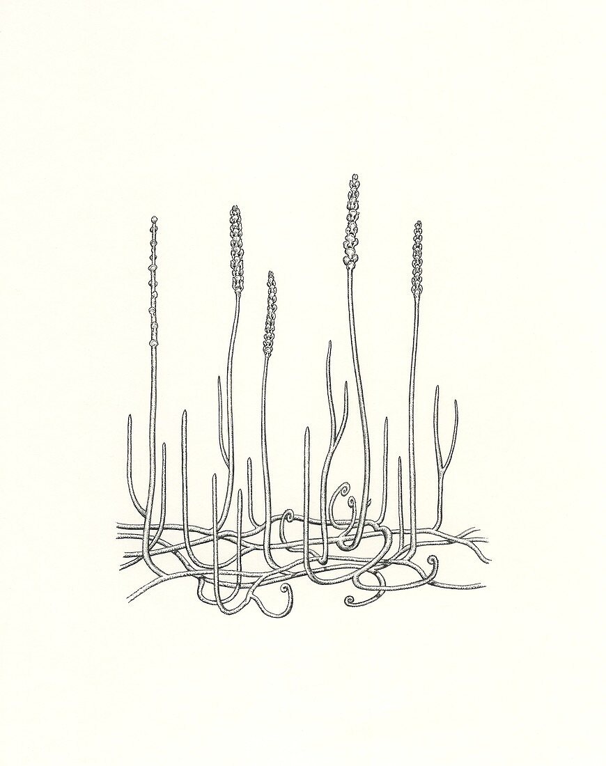 Zosterophyllum myretonianum prehistoric plant, illustration