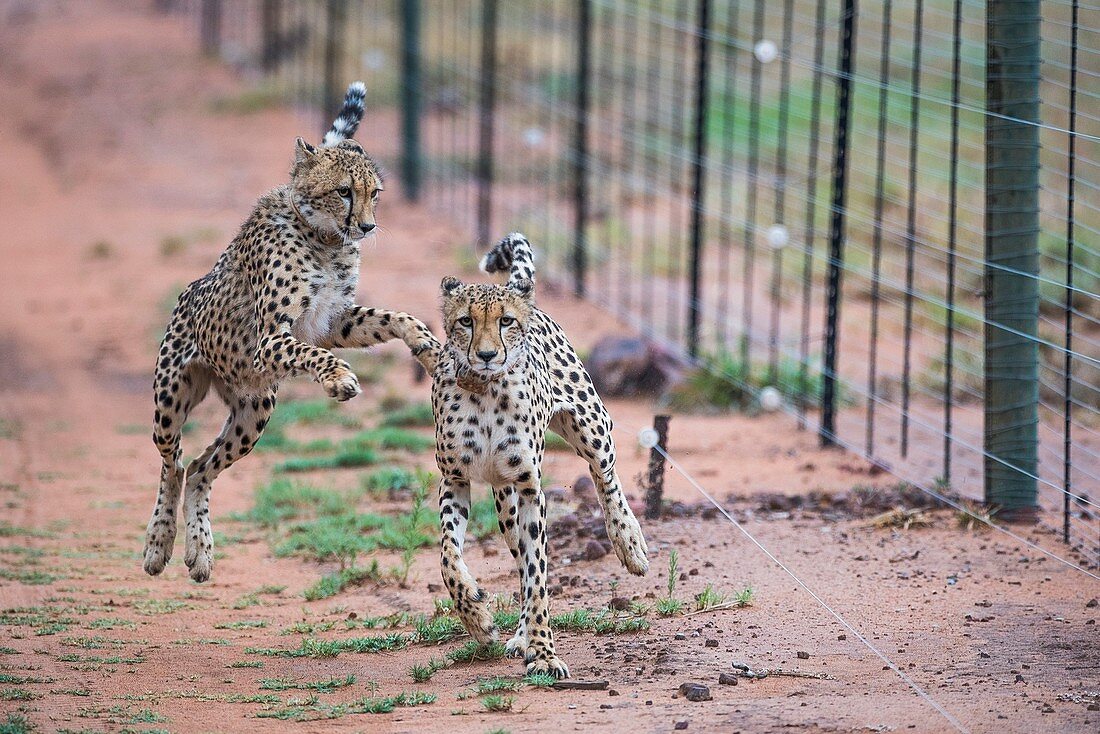 Collared cheetahs alongside a boundary fence