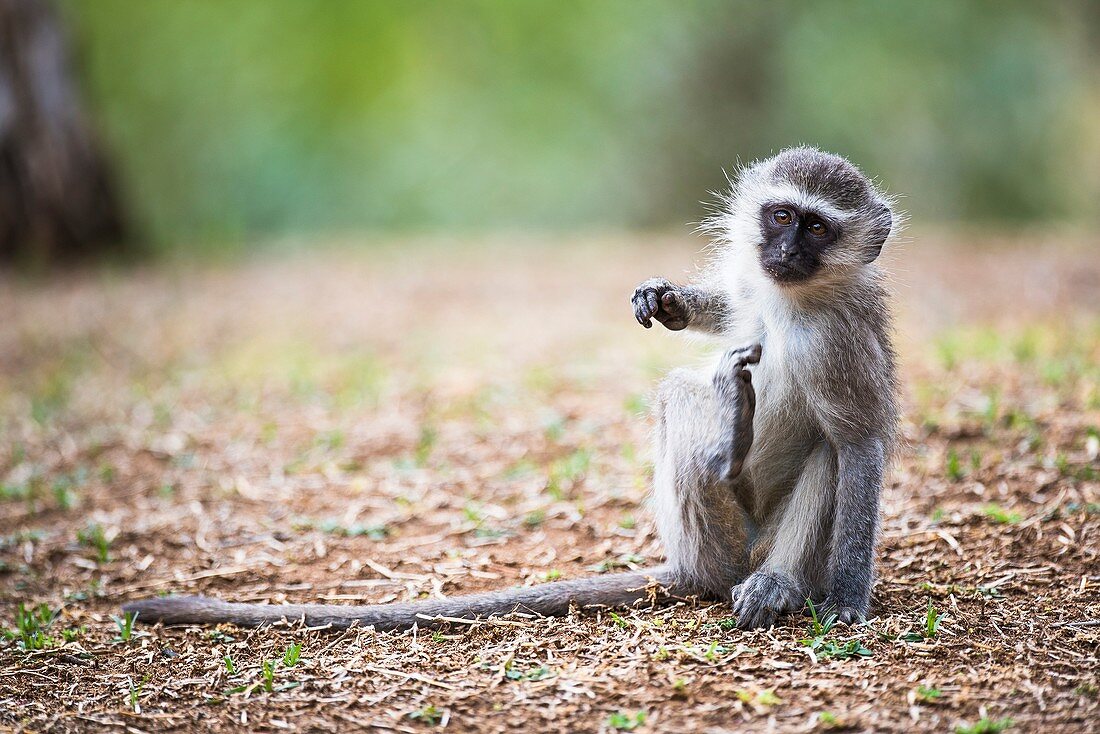 Vervet monkey scratching