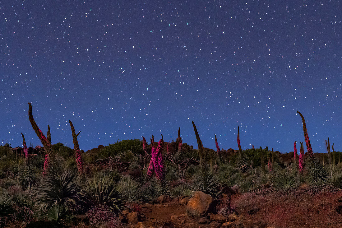 Night sky over Echium flowers