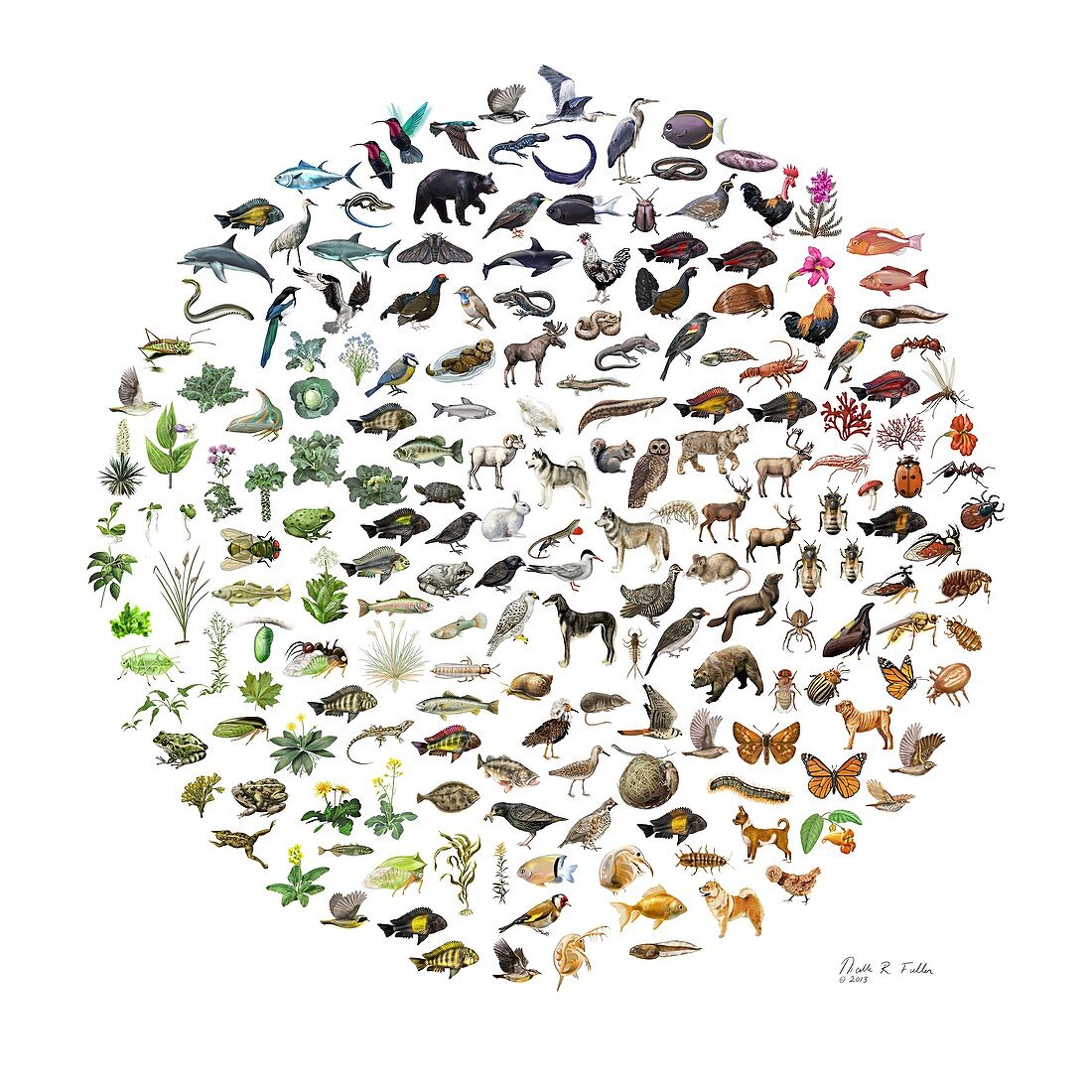 Biodiversity, conceptual illustration