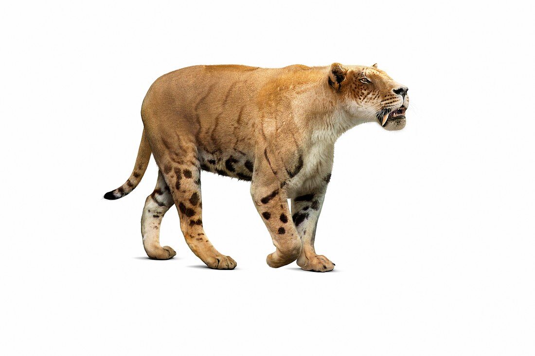 Amphimachairodus sabre-toothed cat illustration