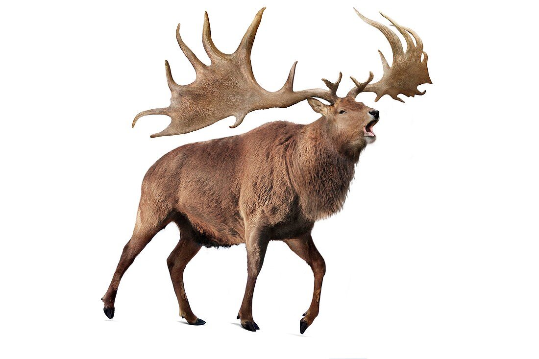 Irish elk, illustration