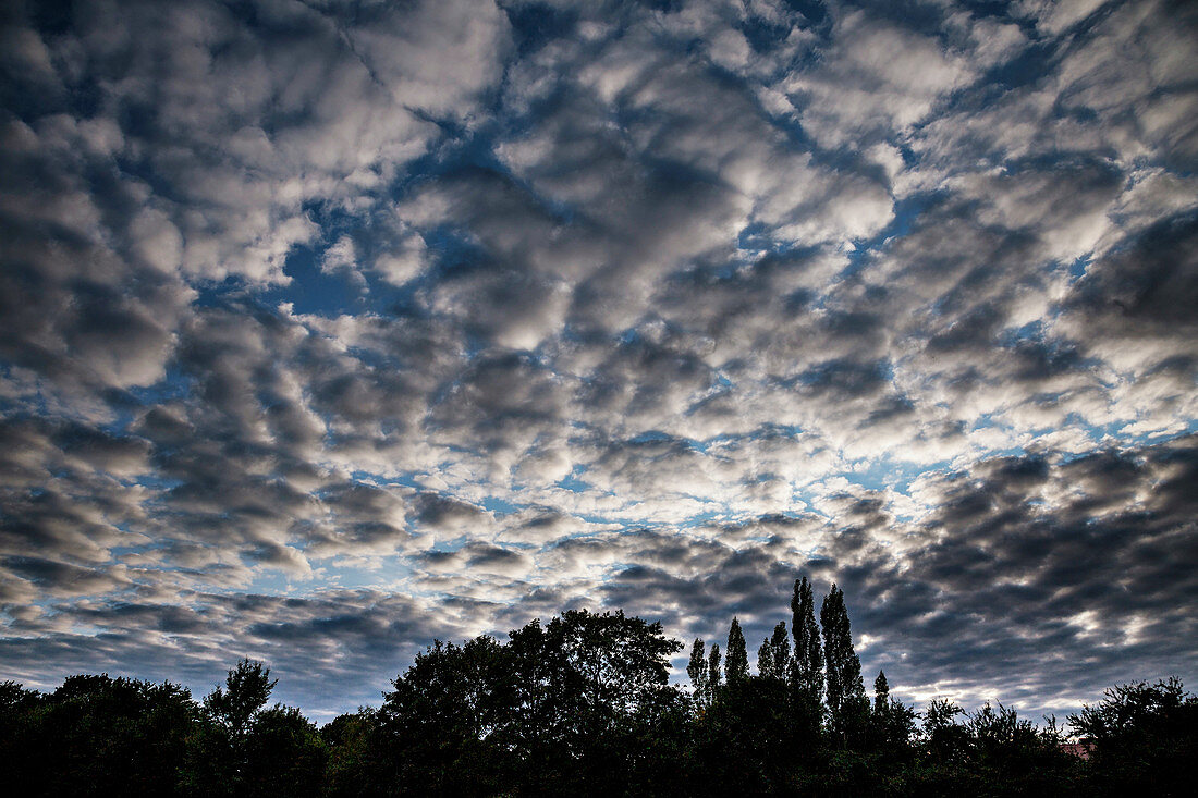 Altocumulus stratiformis clouds