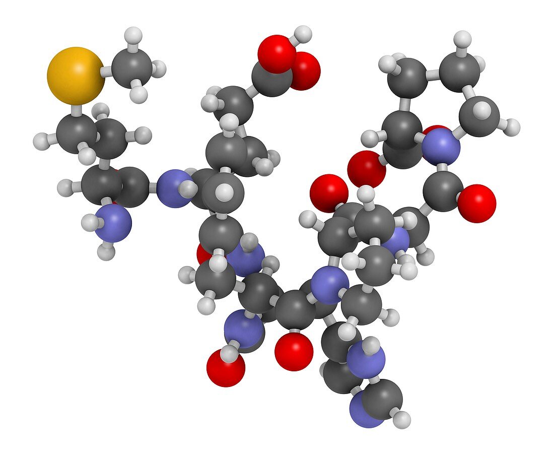 Semax peptide drug molecule