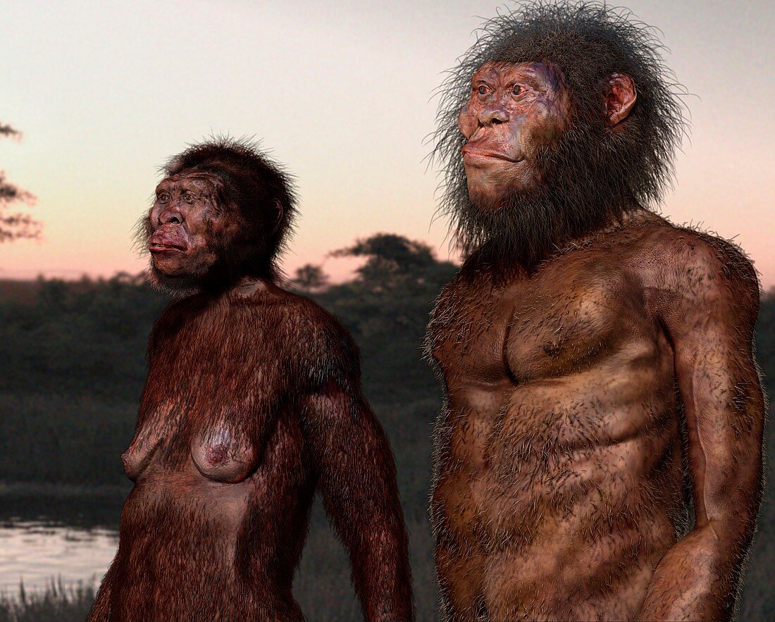 Homo naledi male and female, illustration