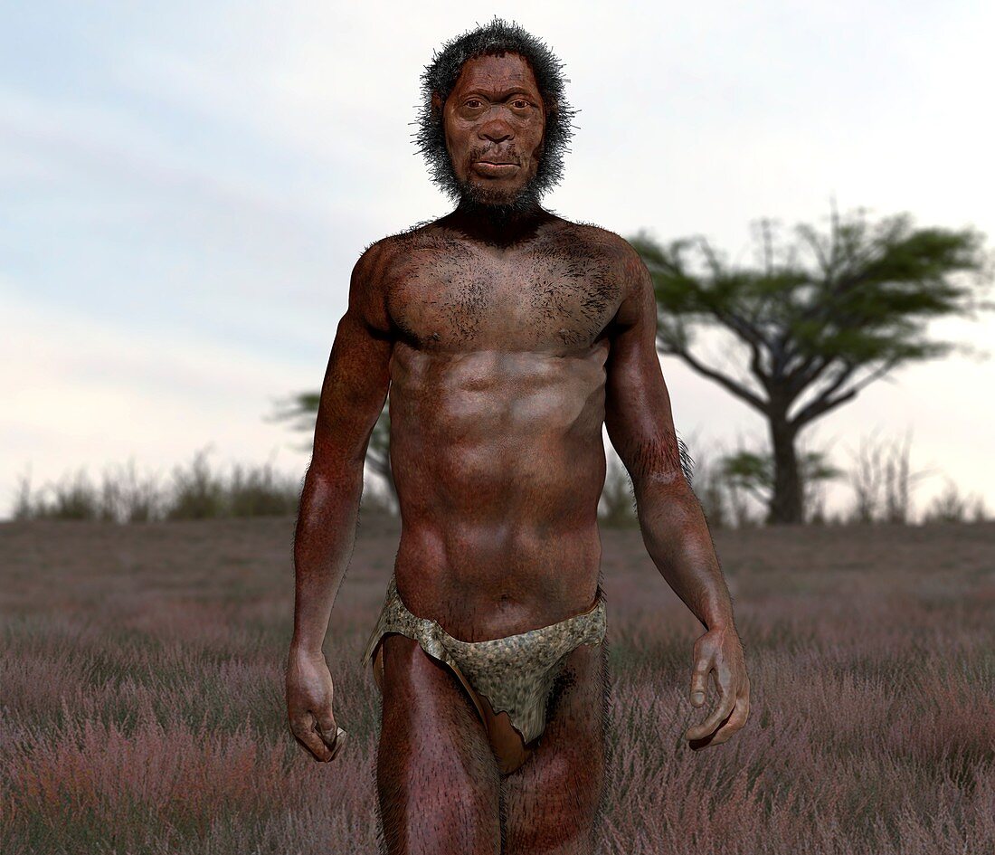 Homo sapiens idaltu male, illustration