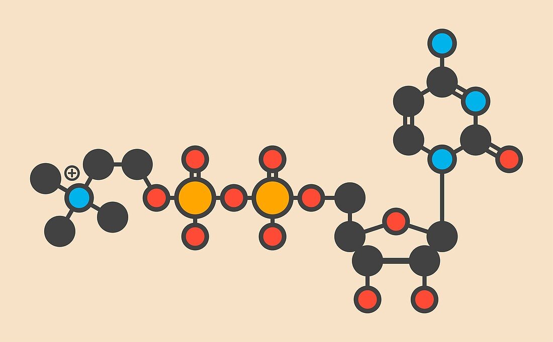 Citicoline molecule