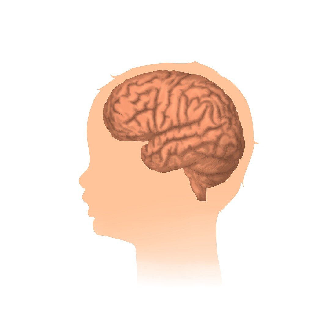 Child's head with brain, illustration