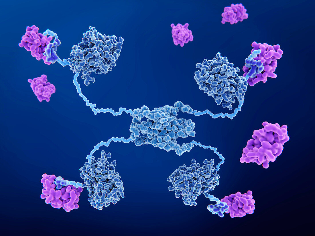 MDM2 binding to anti-cancer protein p53, illustration