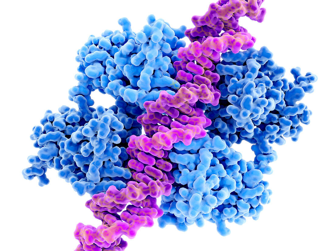 DNA binding to anti-cancer protein p53, illustration