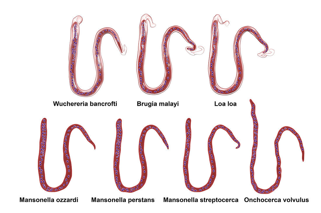 Comparison of microfilariae morphology, illustration