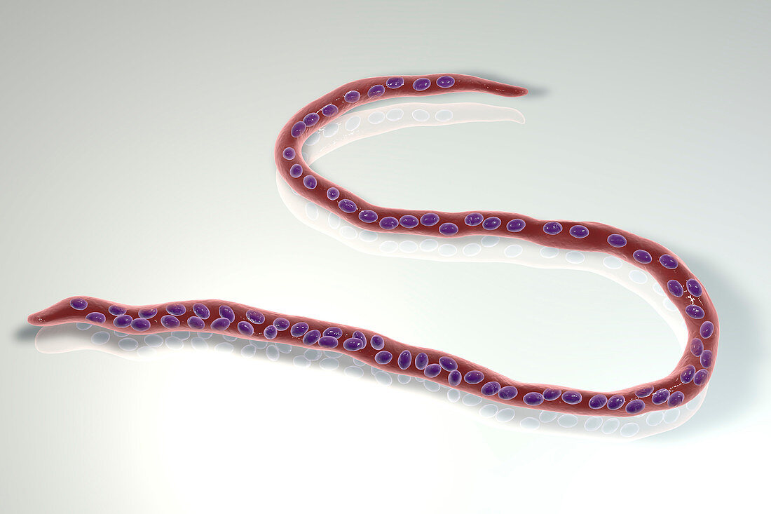 Onchocerca volvulus parasitic worm, illustration
