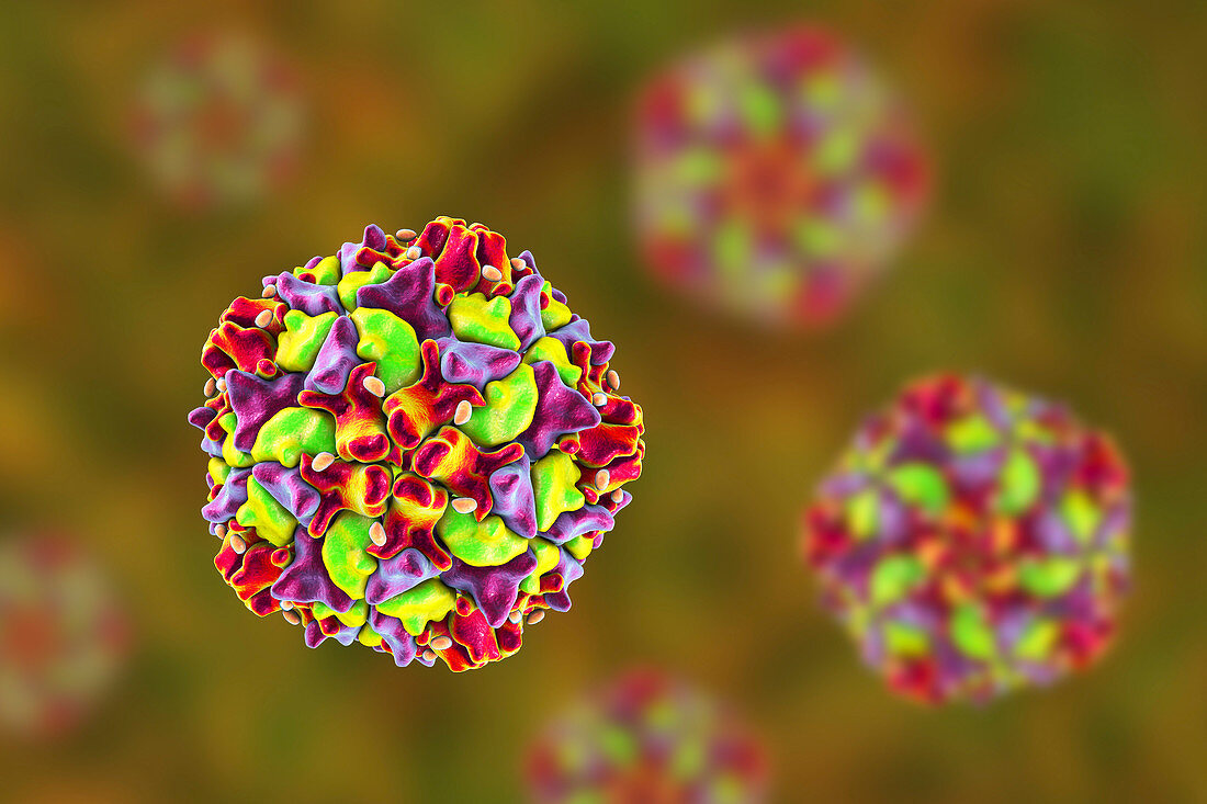 Polio virus particle, illustration