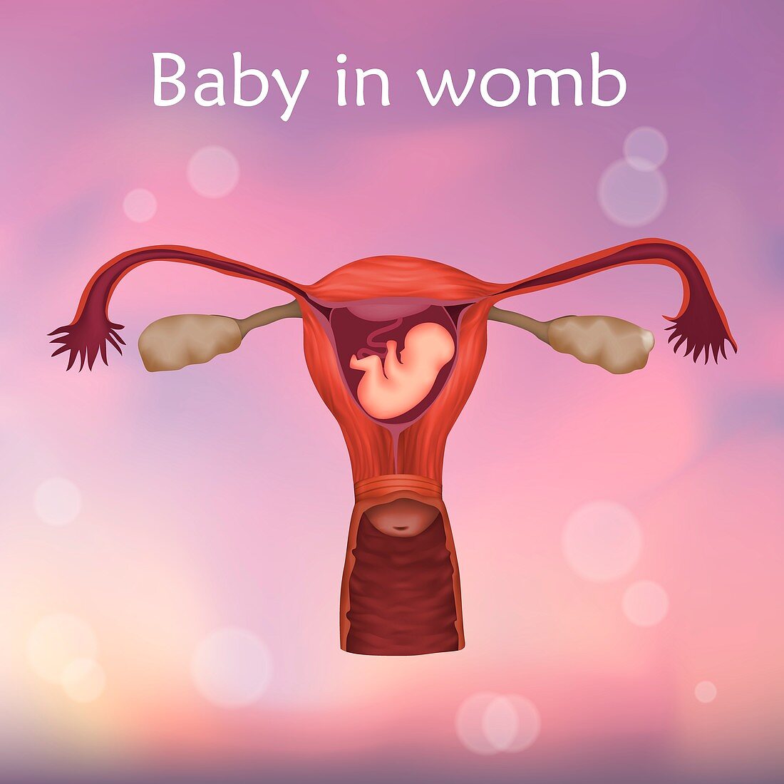 Foetus in uterus, illustration