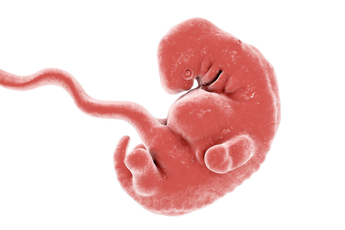 Embryo at 5 weeks, illustration