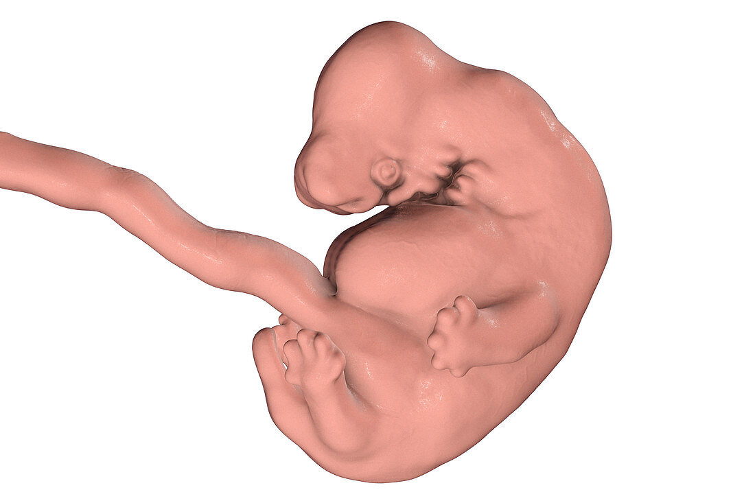 Embryo at 6 weeks, illustration