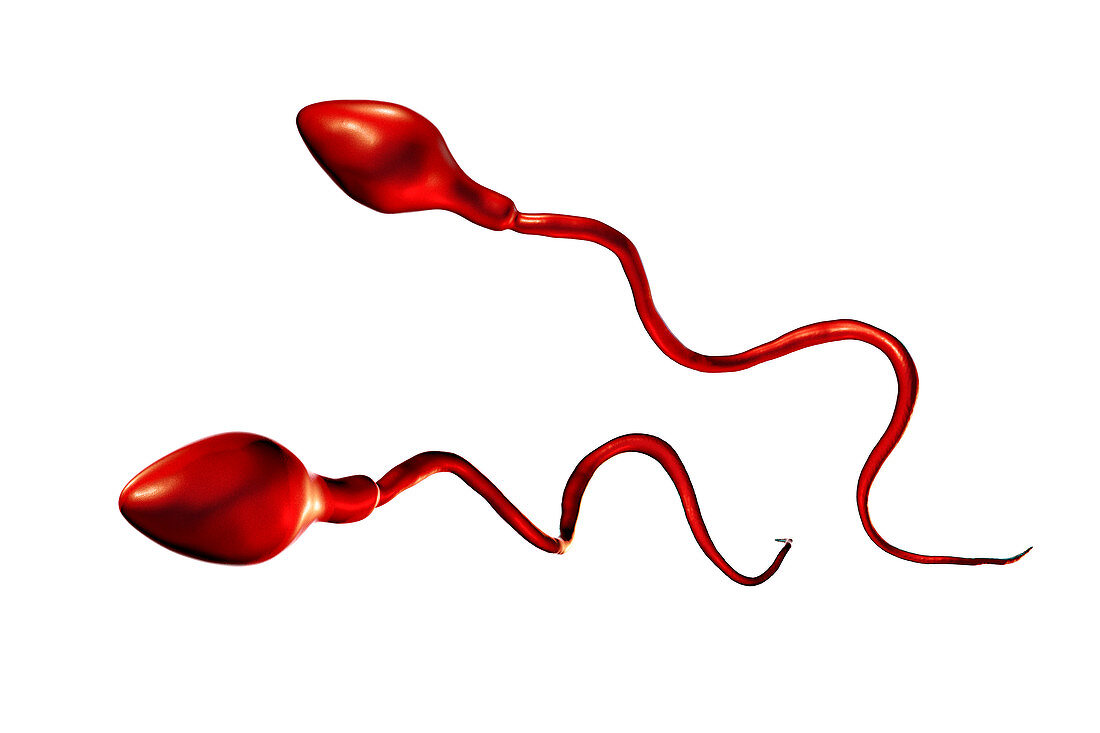 Human sperm cells, illustration