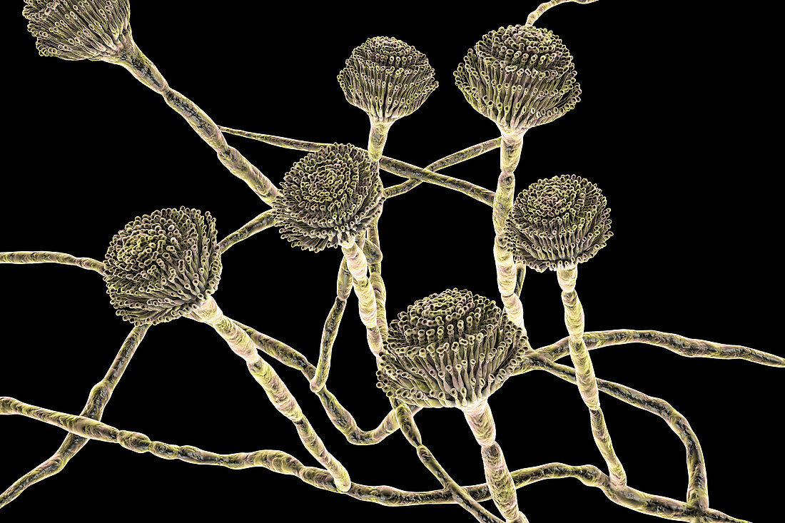 Aspergillus fumigatus fungus, illustration