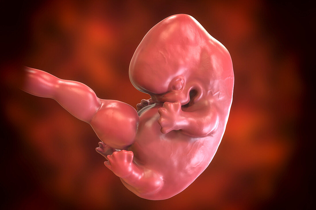 Human embryo, 7 weeks, illustration