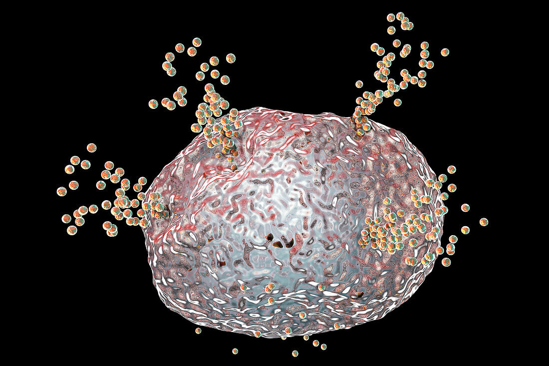 Mast cell releasing histamine, illustration