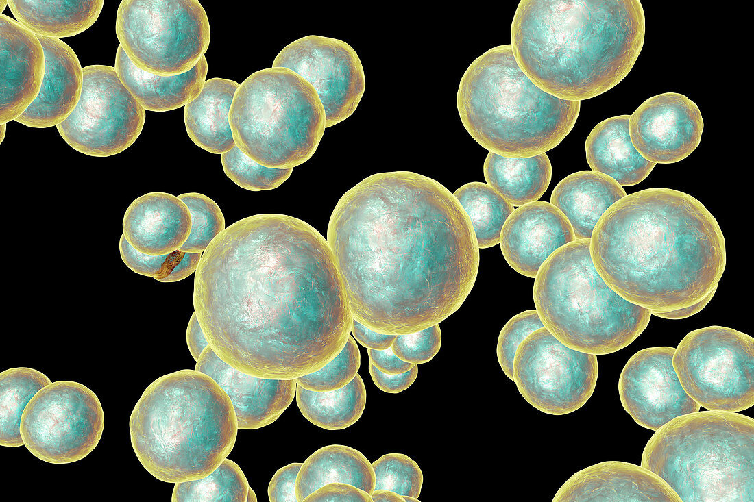 Moraxella catarrhalis bacteria, illustration